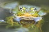 Groene kikker