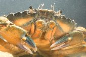 Strandkrab