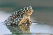 Groene pad in veedrinkpoel