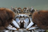 Close-up van een wolhandkrab