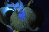Gele lis in ultraviolet licht