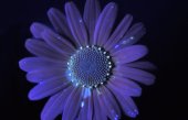 Margriet in ultraviolet licht