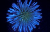 Paardebloem in ultraviolet licht
