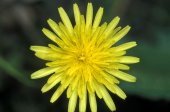 Paardebloem