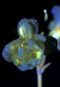 Stinkende gouwe in ultraviolet