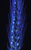 Tarwe in ultraviolet licht