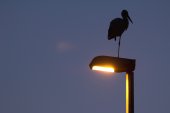 Ooievaar op verlichtingspaal