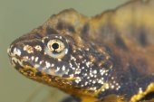 Kamsalamander