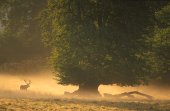 Edelhert mannetje in de nevel