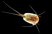 Triops