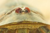 Triops