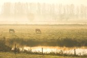 Poel in het Weijmeerbroek