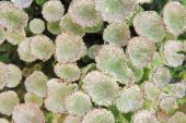 Cladonia