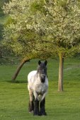 Paard in boomgaard