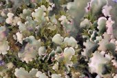 Nephroma arcticum