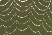 Bedauwde spinnenweb