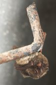 Winterslapende Mopsvleermuis