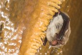 Watervleermuis
