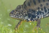 Kamsalamander