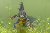 Kamsalamander