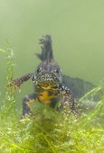 Kamsalamander