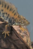 Kamsalamander
