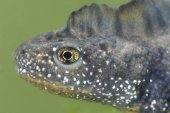 Kamsalamander