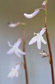 Waterlobelia