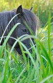 Paardje in de Demerbroeken