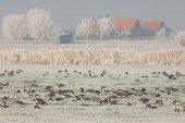 Kolganzen in de IJzervallei