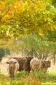 Grazers in de Demerbroeken