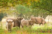 Grazers in de Demerbroeken