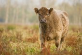 Grazers in de Demerbroeken