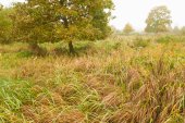 Natuurreservaat Demerbroeken