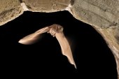 Grote hoefijzerneus in vlucht