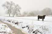 Galloways in de Demerbroeken