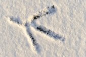 Pootafdruk in de sneeuw