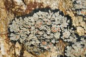 Pannaria rubiginosa