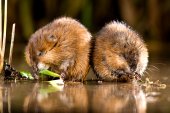 Smullende Muskusratten
