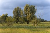 Wilgen in de wind