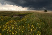 Landschap met beenbreek