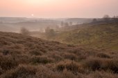 Heide op de Veluwezoom