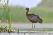 Zwarte Ibis
