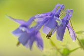Bloem van Wilde akelei