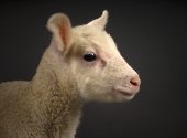 Portret lammetje Drents heideschaap