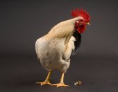 Groninger meeuw haan