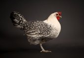 Groninger meeuw hen