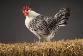 Groninger meeuw
