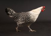 Groninger meeuw hen