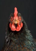 Studioportret van een barnevelder kip